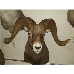 Rocky Mountain Bighorn Mount- Bases 15.5"- Horns 38" One Side Slightly Broomed-Plugged MT 22287