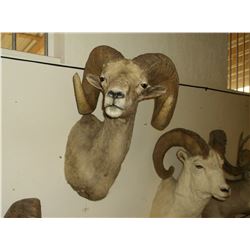 Desert Big Horn Mount- Bases 15"- Horns 36"- One Side Slightly Broomed