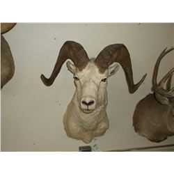 Dall Sheep Mount- Bases 13"- Horns 35"- One Side Slightly Broomed