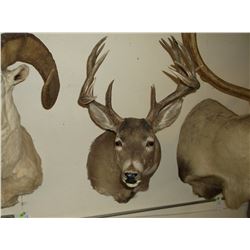Non Typical Whitetail Mount- 140  Class Buck