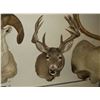 Image 1 : Non Typical Whitetail Mount- 140" Class Buck