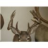 Image 2 : Non Typical Whitetail Mount- 140" Class Buck