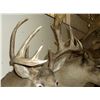 Image 3 : Non Typical Whitetail Mount- 140" Class Buck