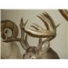 Image 4 : Non Typical Whitetail Mount- 140" Class Buck