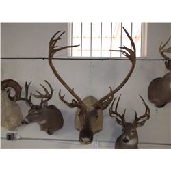 Caribou Mount- 37"W- Double Shovels on One Side