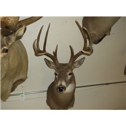Non Typical Whitetail Mount- Upper 150'S" Class Buck