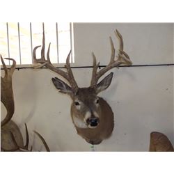 Non Typical Whitetail Mount- Mid 150's  Class Buck