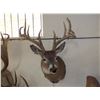 Image 1 : Non Typical Whitetail Mount- Mid 150's" Class Buck