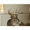 Image 2 : Non Typical Whitetail Mount- Mid 150's" Class Buck