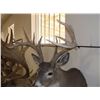 Image 3 : Non Typical Whitetail Mount- Mid 150's" Class Buck