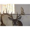 Image 4 : Non Typical Whitetail Mount- Mid 150's" Class Buck