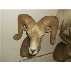 Desert Big Horn Mount- Bases 15.5"- Horns 34"- Both Sides are Broomed