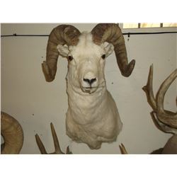 Dall Sheep Mount- Bases 12"- Horns 32"- Both Sides are Broomed
