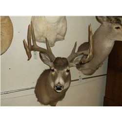 Typical Whitetail Mount- 150" Class Buck