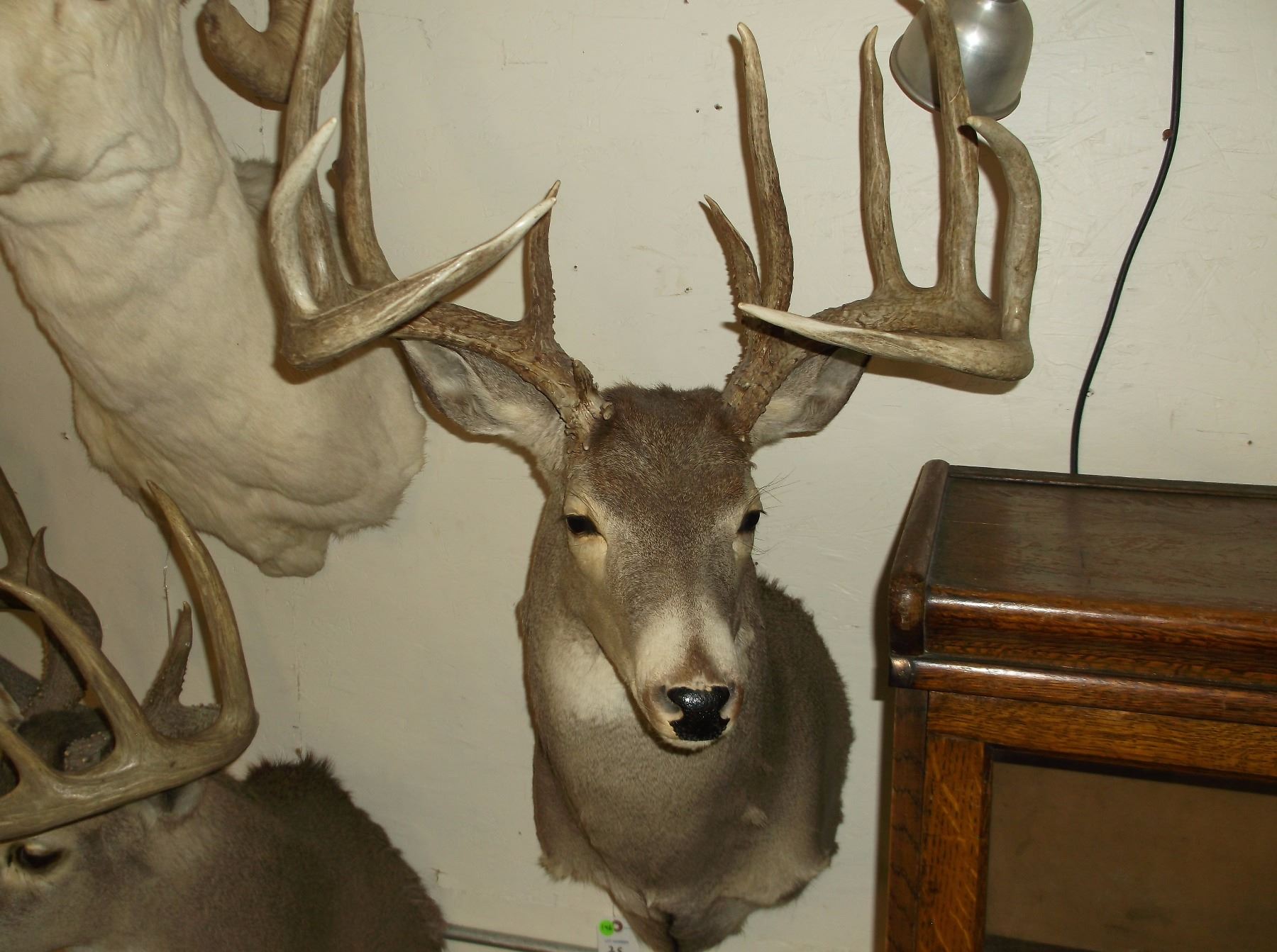 Non Typical Whitetail Mount 160 Class Buck non-typical-whitetail-mount-160-class-buck