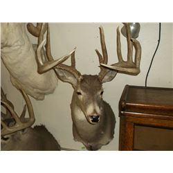 Non Typical Whitetail Mount- 160+" Class Buck