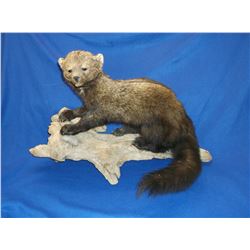 Full Mount Fisher- Log Base- 19"H X 26"L