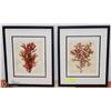 Image 1 : SET OF 2 PICTURES FRAMED