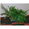 Image 1 : 2 GREEN FERN PLANTERS