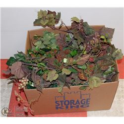 BOX OF GRAPE VINES