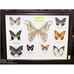 9 FRAMED BUTTERFLIES