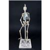 Image 1 : Plaster Skeleton Model from John Hopkins Univ.