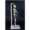 Image 5 : Plaster Skeleton Model from John Hopkins Univ.