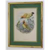 Image 2 : After J. Gould & W. Hart, 2 Colored Lithos-Birds