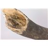 Image 2 : Mammoth Tusk, Baltic Sea Region