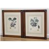 Image 1 : Poiteau & Coignet, Pair Colored Prints, Fruit