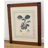 Image 2 : Poiteau & Coignet, Pair Colored Prints, Fruit