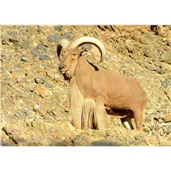 Free Range Texas Aoudad