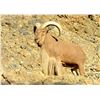 Image 1 : Free Range Texas Aoudad