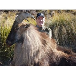 TROPHY BULL TAHR HUNT NEW ZEALAND