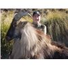 Image 1 : TROPHY BULL TAHR HUNT NEW ZEALAND