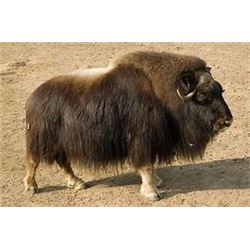 Greenland Hunt Muskox