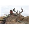 Image 1 : MULE DEER OR COUES DEER HUNT