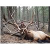 Image 1 : New Mexico Elk Hunt for 2x Hunters