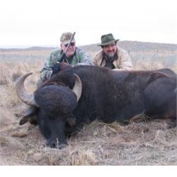 WATER BUFFALO HUNT IN ARGENTINA