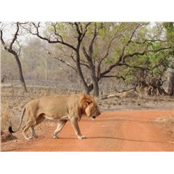 BENIN FREE RANGE LION HUNT