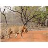 Image 1 : BENIN FREE RANGE LION HUNT