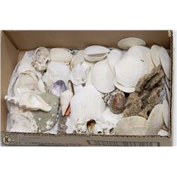 BOX FULL OF ARTS & CRAFTS SEA SHELLS