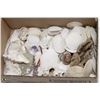 Image 1 : BOX FULL OF ARTS & CRAFTS SEA SHELLS