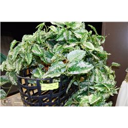 SILK PLANT IN HEAVY METAL BASKET