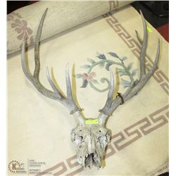 VINTAGE ELK ANTLER DISPLAY  WITH TAG