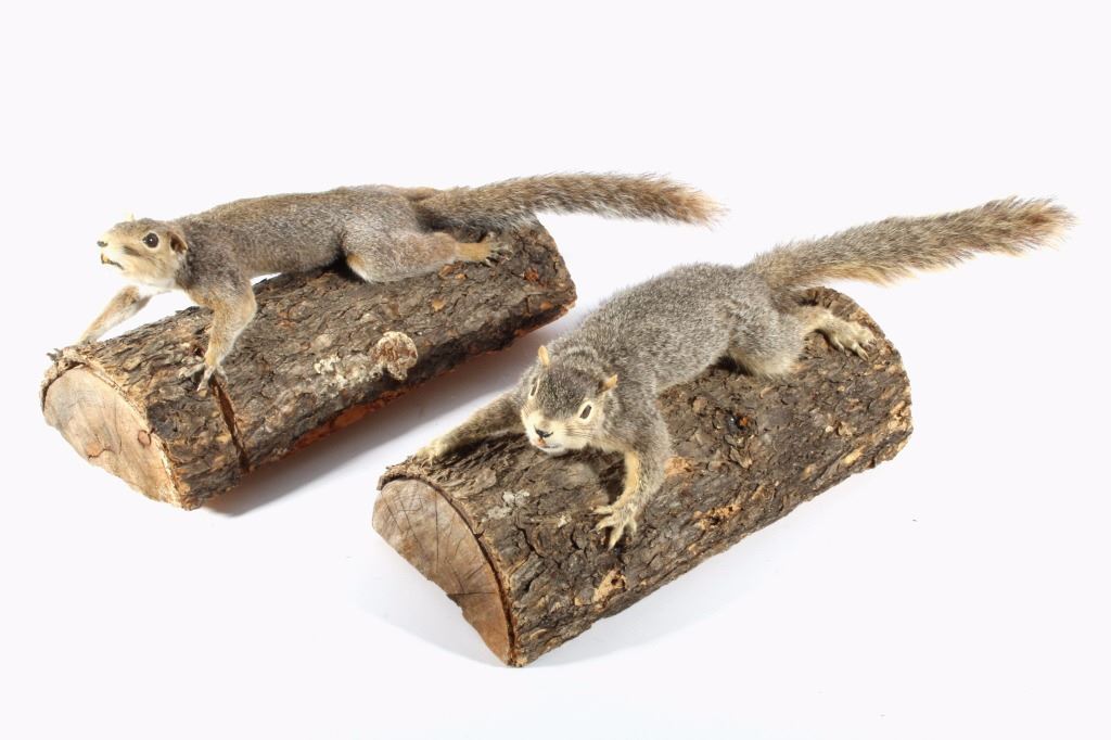 Pair Of Taxidermy Squirrels Mounts On Logs