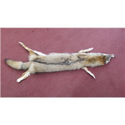 Nice Tanned Coyote Hide/Pelt