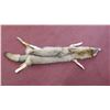Image 1 : Nice Tanned Coyote Hide/Pelt