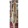 Image 2 : Nice Tanned Coyote Hide/Pelt