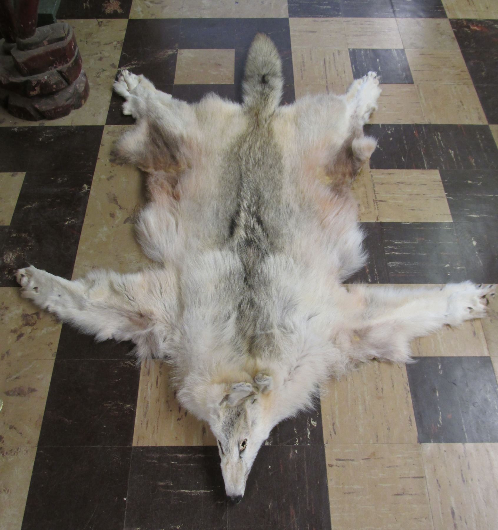 Tanned Canadian Wolf Pelt
